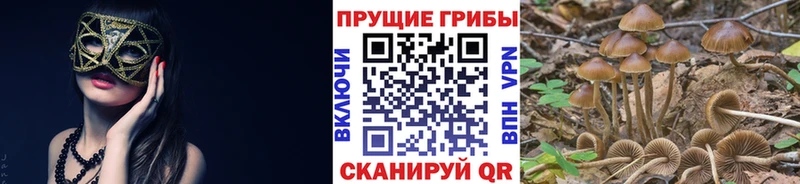 Псилоцибиновые грибы Psilocybine cubensis  ОМГ ОМГ tor  Жуковский  закладки 